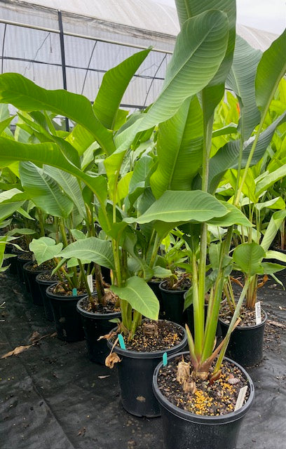 Heliconia Bihai Hong Kong Claw