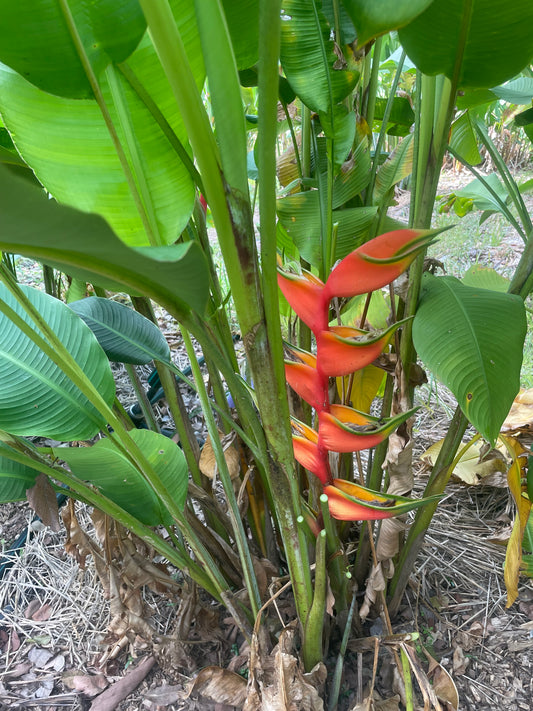 Heliconia Bihai Hong Kong Claw