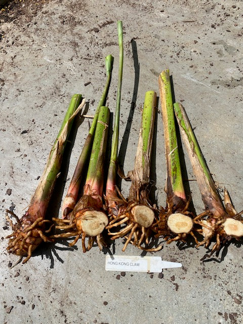 Heliconia Bihai Hong Kong Claw PACK OF 3 Rhizomes