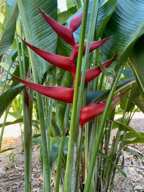 Heliconia  3m plus Rhizomes
