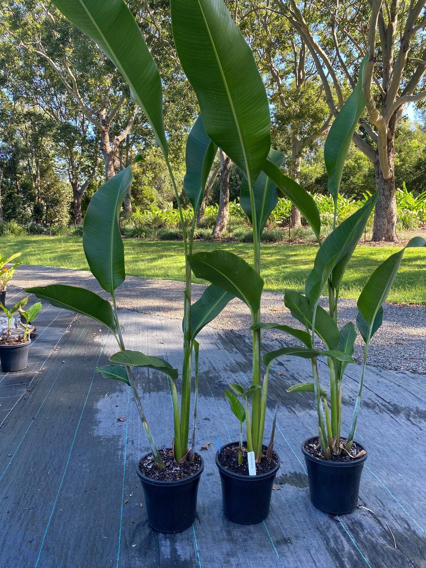 Heliconia Bihai x Caribaea Hot Rio Nights