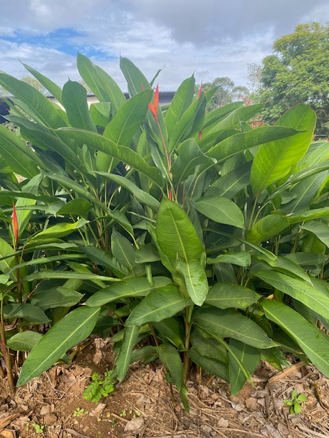 Heliconia Psittacorum x Spathocircinata Daintree