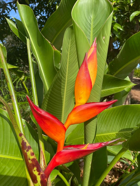 Heliconia Champneiana Maya Blood PACK OF 3 Rhizomes