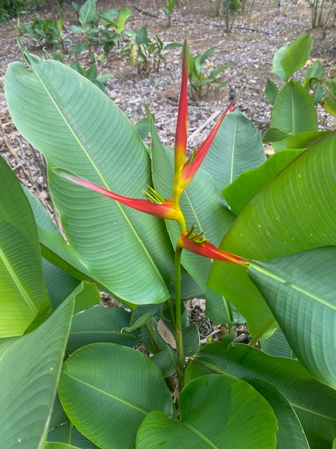 Heliconia Latispatha Distans PACK OF 3 Rhizomes