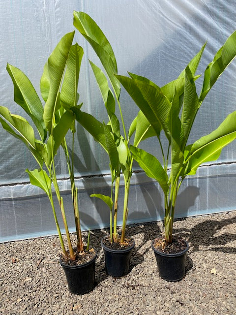 Heliconia Bihai x Caribaea Jacquinii