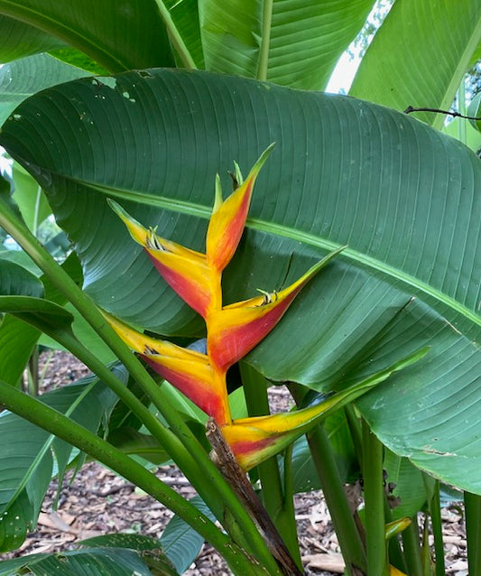 Heliconia  3m plus Rhizomes