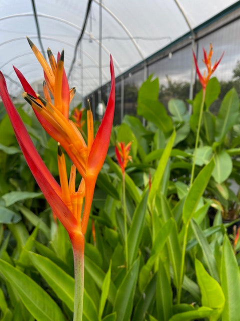 Heliconia Psittacorum Kathy