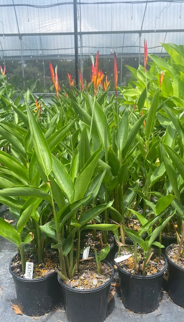 Heliconia Psittacorum Kathy