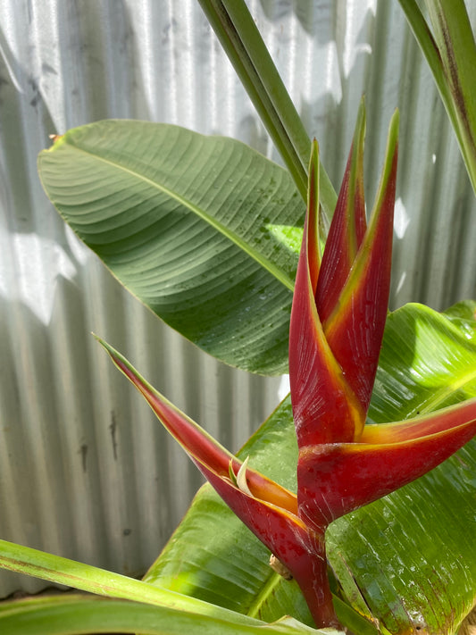 Heliconia Bihai x Caribaea Kawauchi