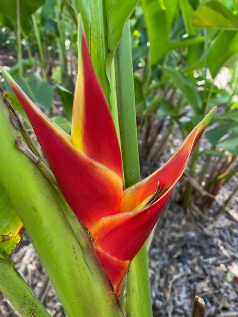 Heliconia Bihai x Caribaea Kawauchi