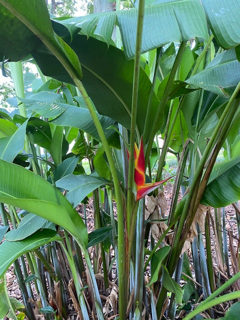 Heliconia Bihai x Caribaea Kawauchi