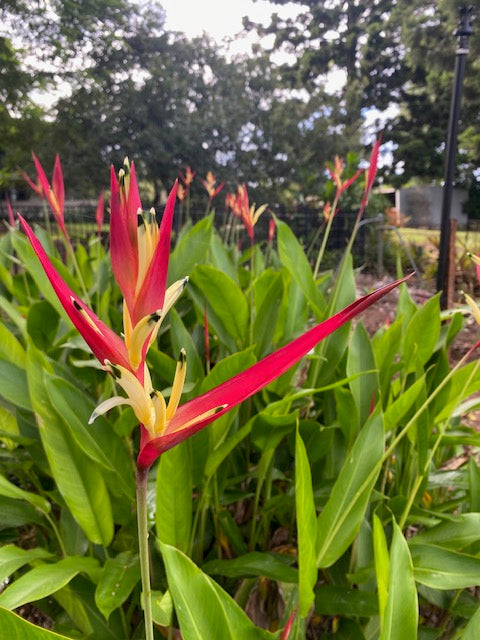 Heliconia Psittacorum Lady Di