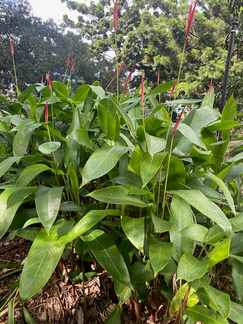 Heliconia Psittacorum Lady Di