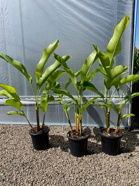 Heliconia Bihai Manoa Sunrise