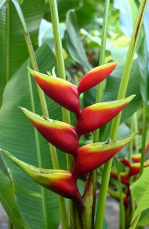 Heliconia Bihai Manoa Sunrise