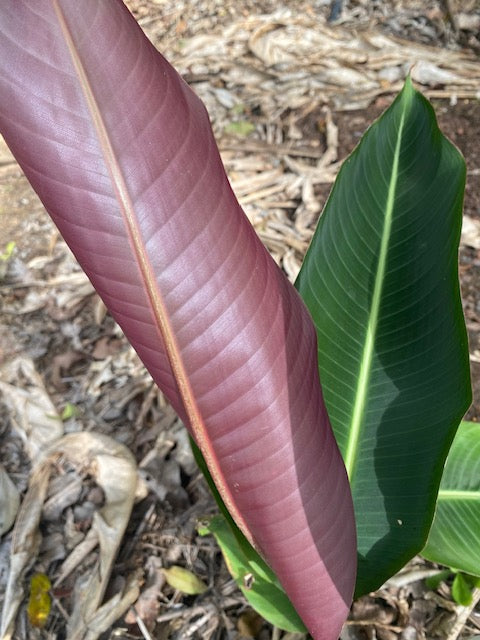 Heliconia Metallica