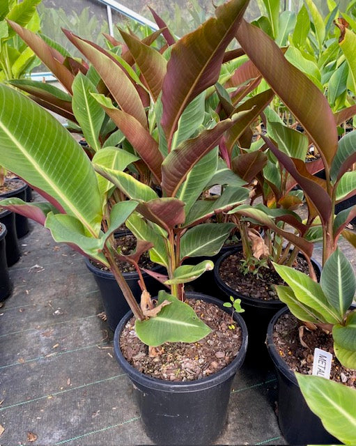 Heliconia Metallica