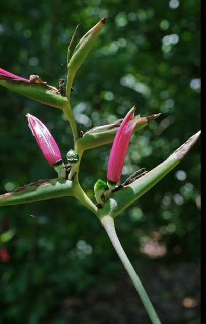 Heliconia Metallica PACK OF 3 Rhizomes