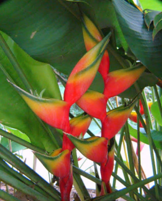 Heliconia Bihai Nappi Red
