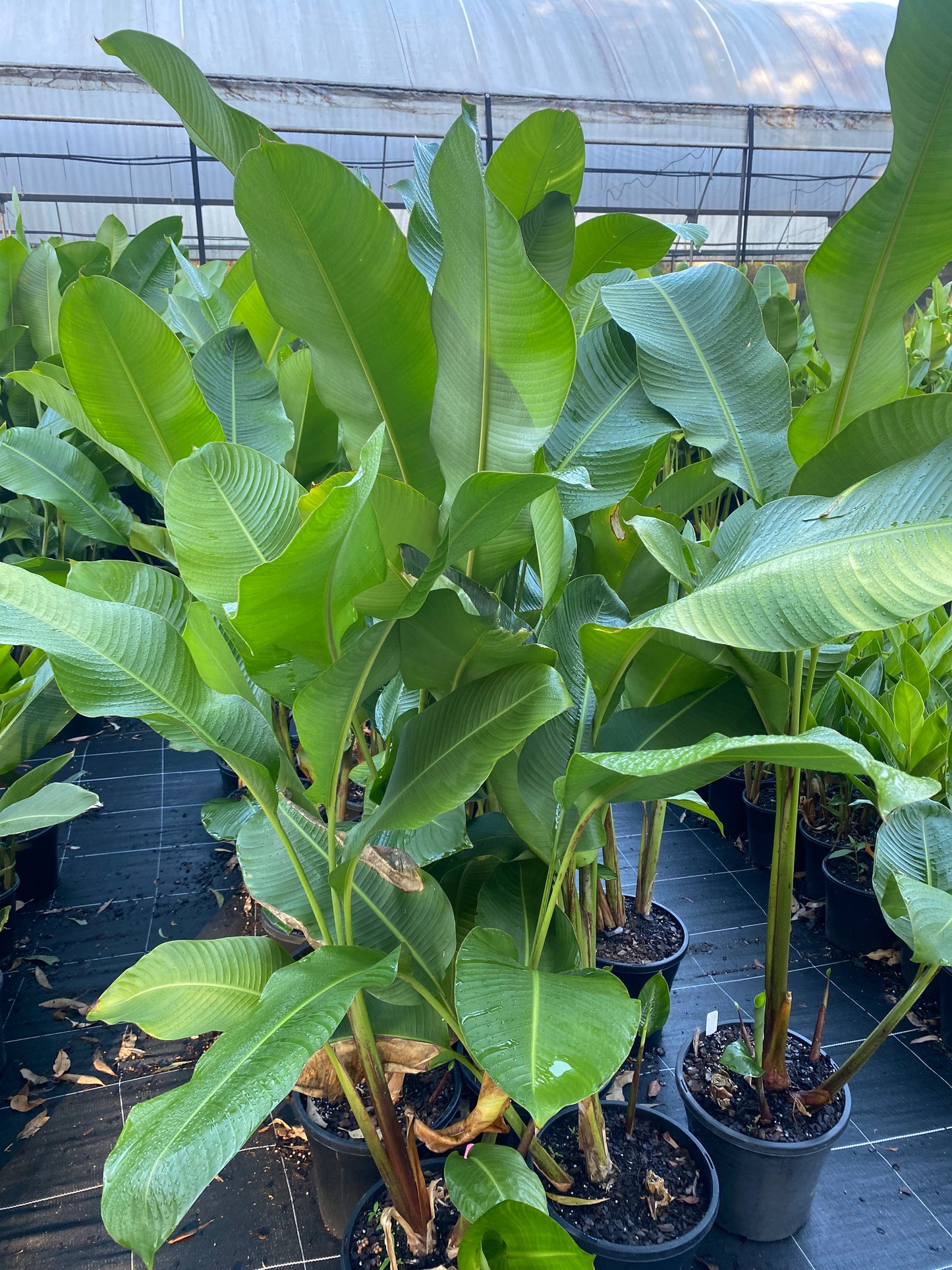 Heliconia Bihai Nappi Red