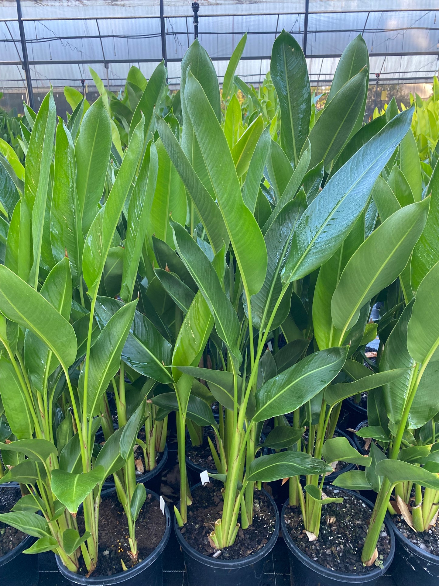 Heliconia Psittacorum x Marginata Nickeriensis (Nicky)