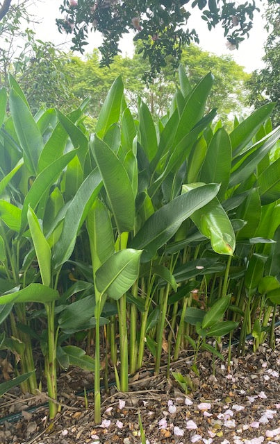 Heliconia Psittacorum x Marginata Nickeriensis (Nicky)