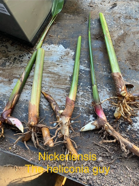 Heliconia Psittacorum x Marginata Nickeriensis (Nicky) PACK OF 3 Rhizomes