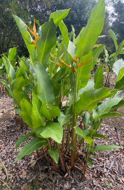 Heliconia Latispatha Orange Gyro