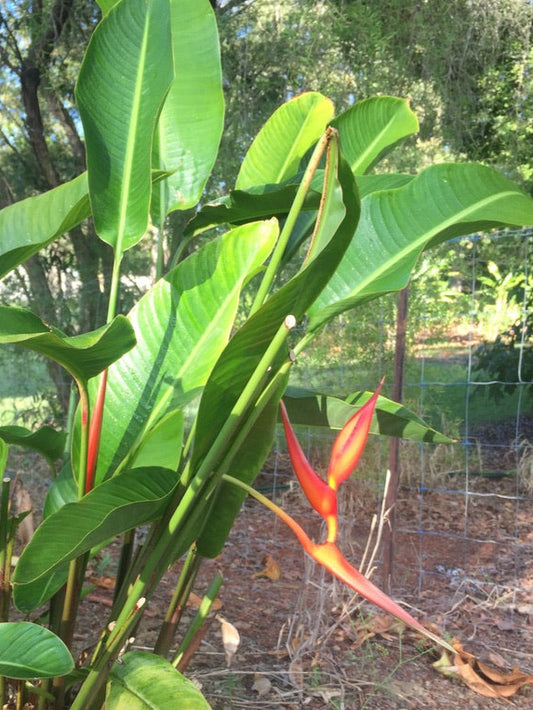Heliconia Pendula x Angusta Papsiana