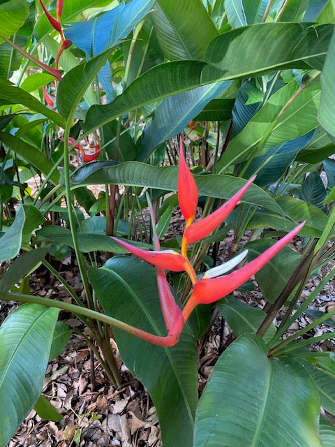 Heliconia pendula x angusta Papsiana PACK OF 3 Rhizomes