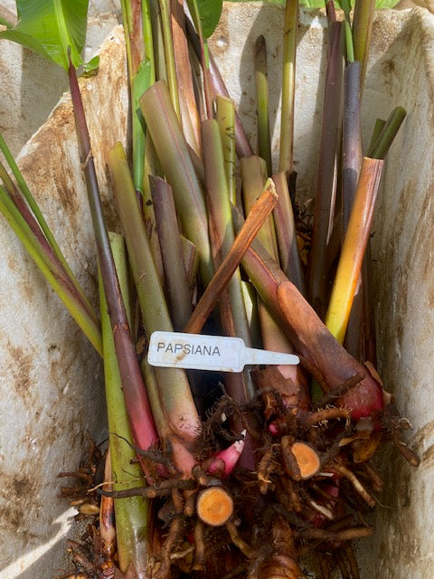 Heliconia pendula x angusta Papsiana PACK OF 3 Rhizomes