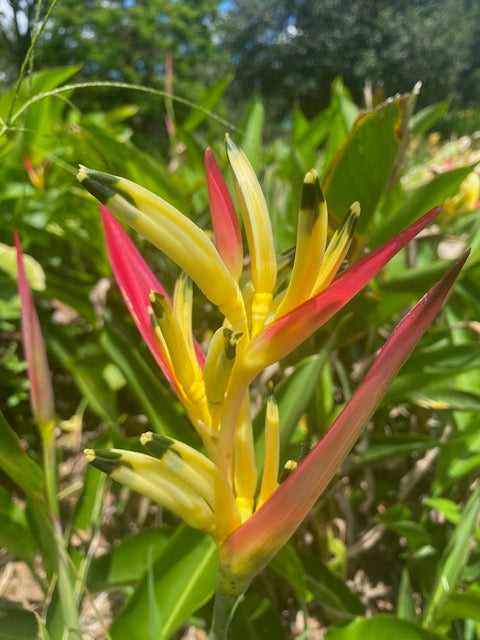 Heliconia Psittacorum Parakeet