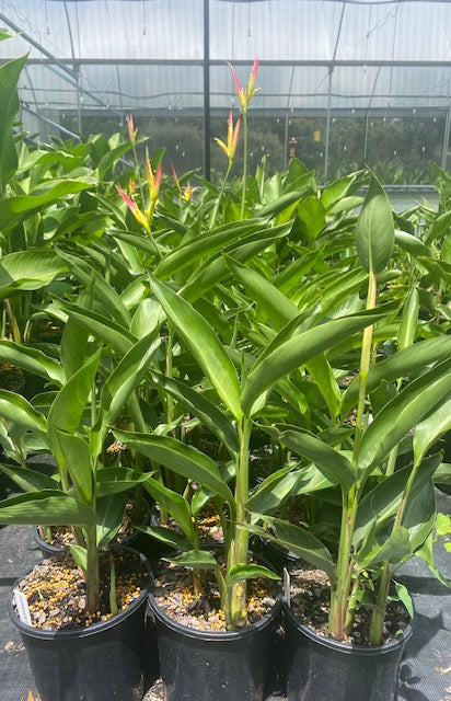 Heliconia Psittacorum Parakeet