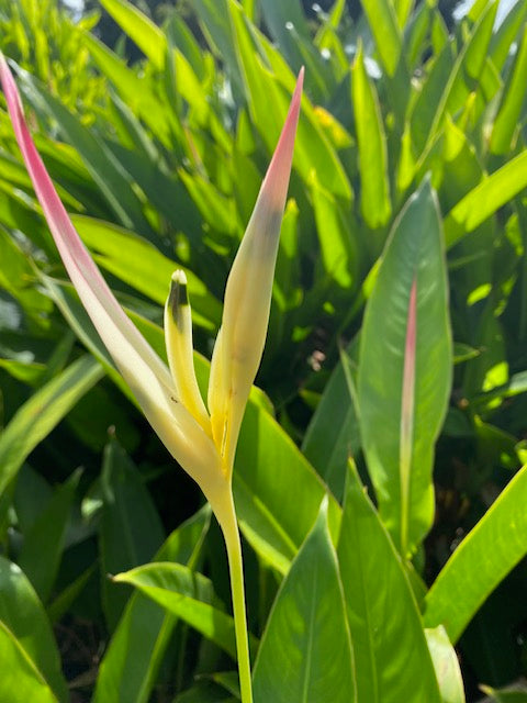 Heliconia 0.5-1.5m Psittacorrum Rhizomes