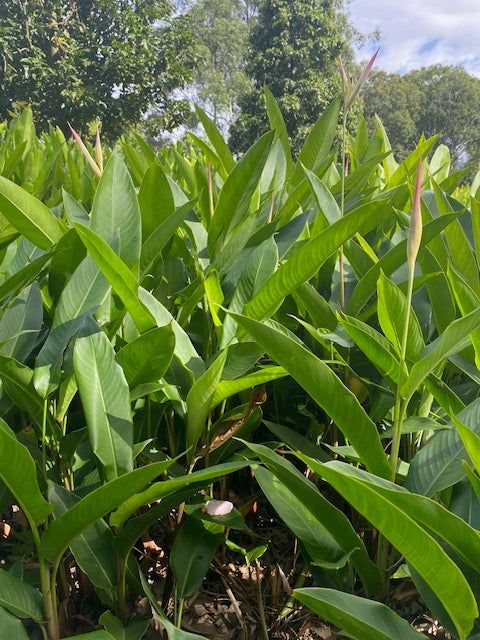 Heliconia Psittacorum Pearl