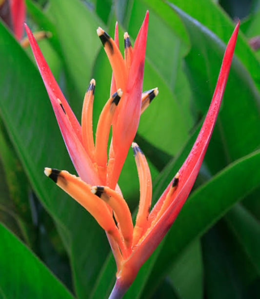 Heliconia Psittacorum Petra