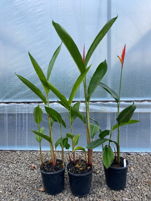 Heliconia Psittacorum Petra