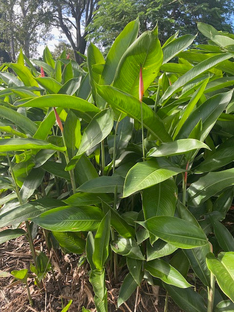 Heliconia Psittacorum Petra