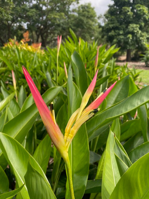 Heliconia Psittacorum Pink Blush