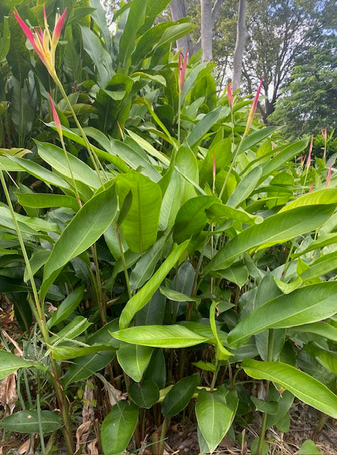 Heliconia Psittacorum Pink Blush