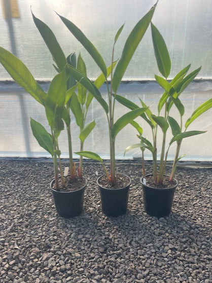 Heliconia Psittacorum Pink Blush