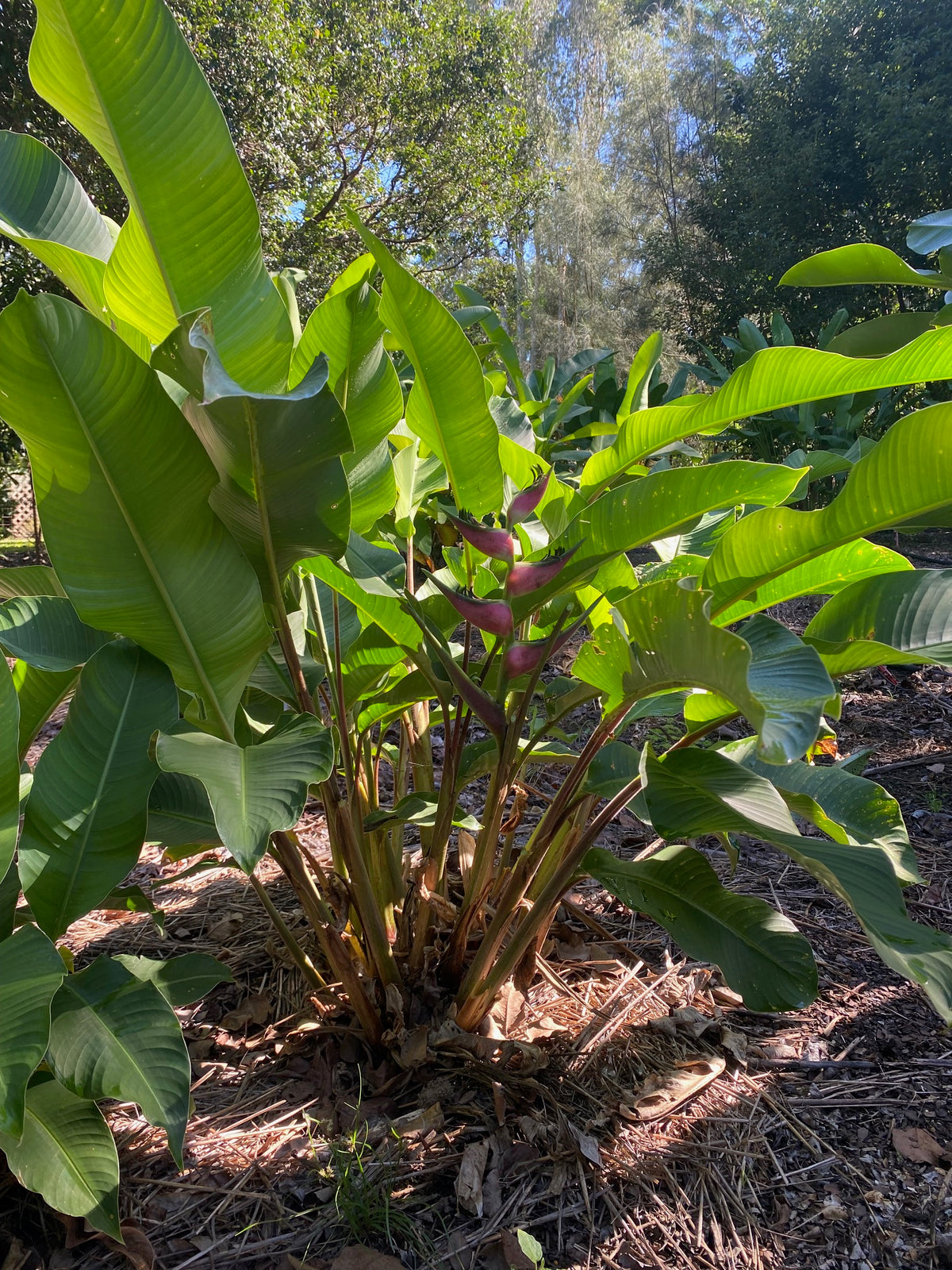 Heliconia orthotricha Pink Eden PACK OF 3 Rhizomes