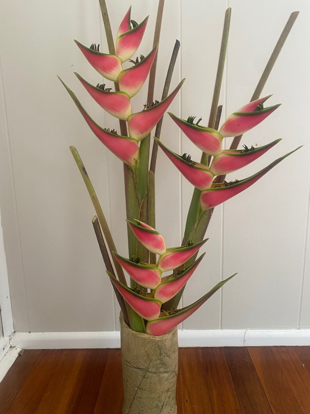 Heliconia orthotricha Pink Eden PACK OF 3 Rhizomes