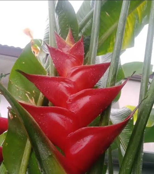 Heliconia Caribaea Purpurea (Caribaea Red)
