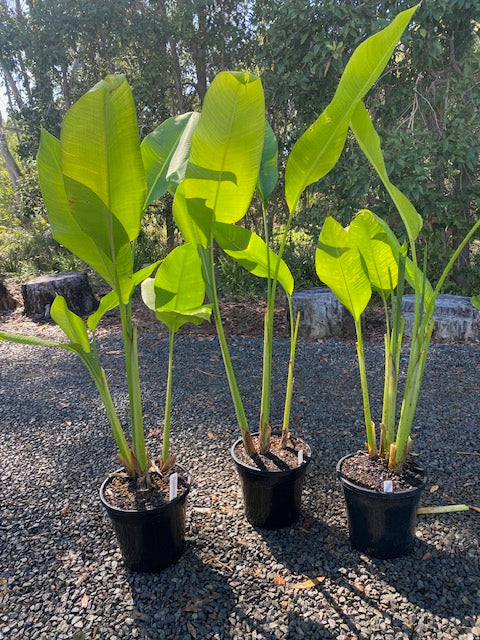 Heliconia Caribaea Purpurea (Caribaea Red)