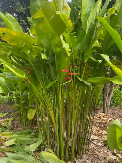 Heliconia Bihai x marginata Rauliniana
