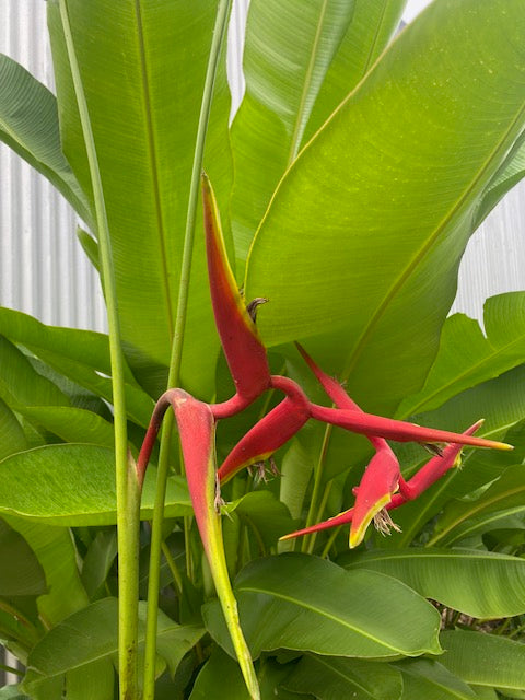 Heliconia Bihai x marginata Rauliniana
