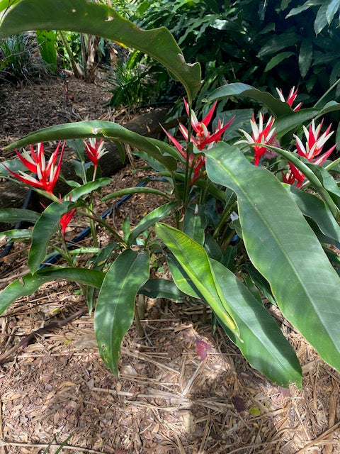 Heliconia Angusta Red Christmas (Holiday)