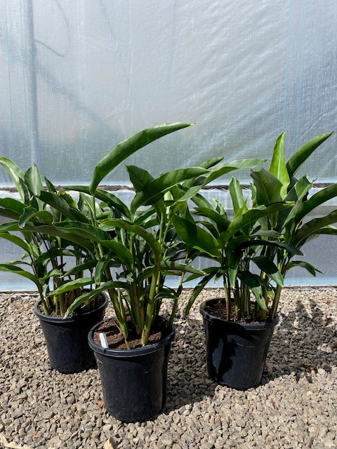 Heliconia Angusta Red Christmas (Holiday)