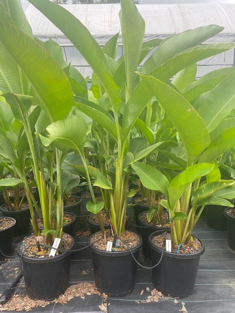 Heliconia Bihai x Caribaea Richmond Red